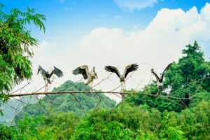 Parc ornithologique de Thung Nham : Guide complet | Ninh Binh