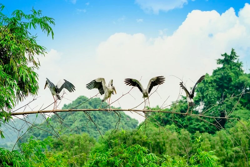 Parc ornithologique de Thung Nham : Guide complet | Ninh Binh