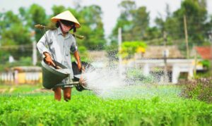 Village maraîcher de Tra Que (Hoi An) : Meilleur village touristique du monde