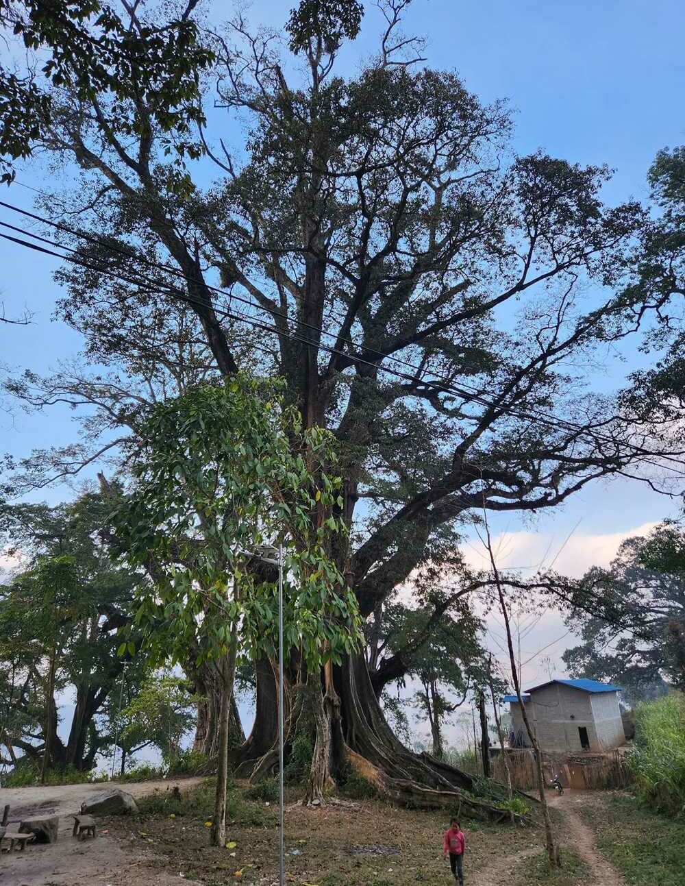 Banian centenaire veillant sur le village de Thien Huong