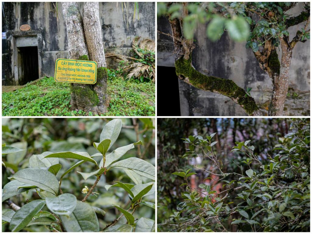 Osmanthe planté derrière le palais Hoang A Tuong