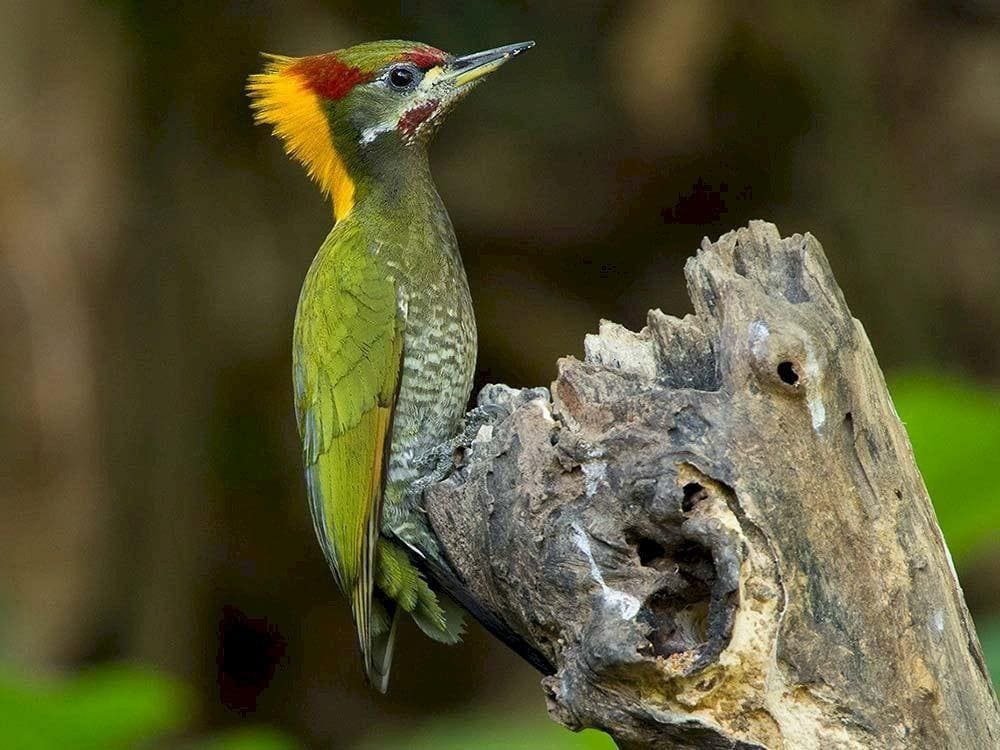 Oiseau rare dans la forêt du parc national de Cuc Phuong