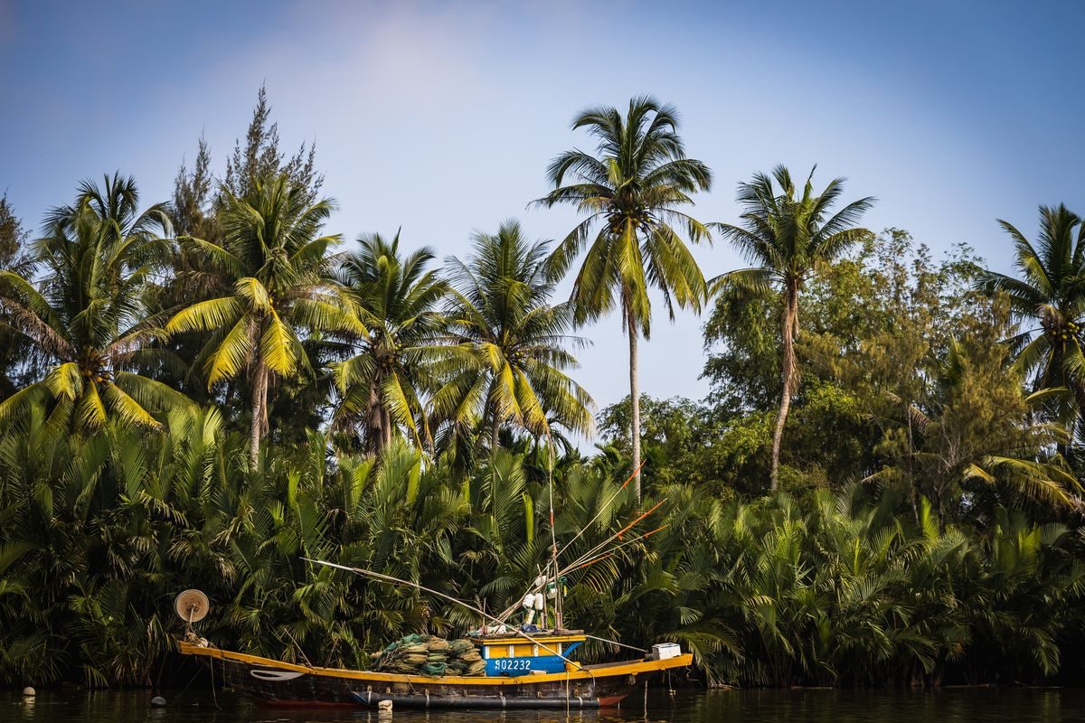 Cocotiers d'eau de la forêt de Bay Mau