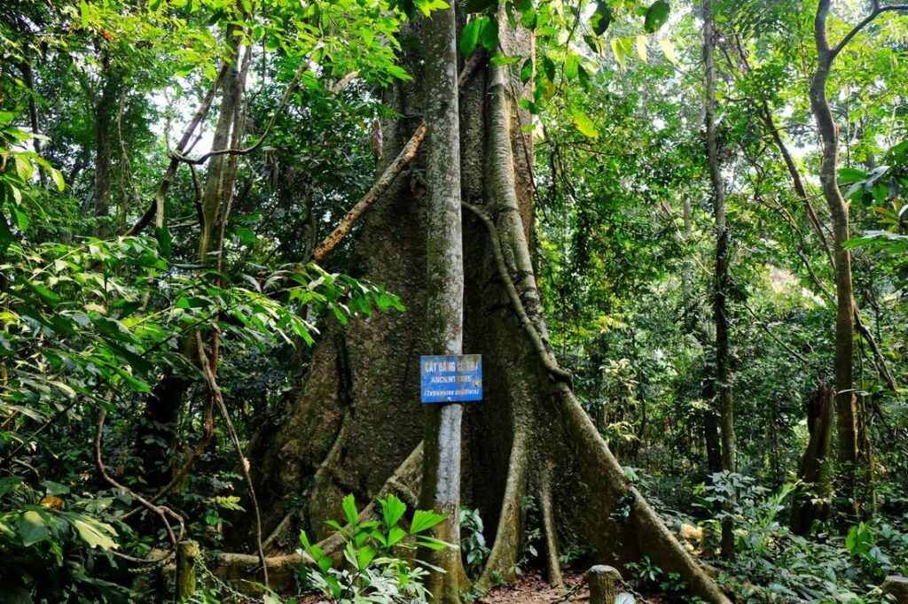Parc national de Cuc Phuong, le plus ancien du Vietnam