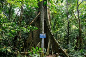 Parc national de Cuc Phuong, le plus ancien du Vietnam