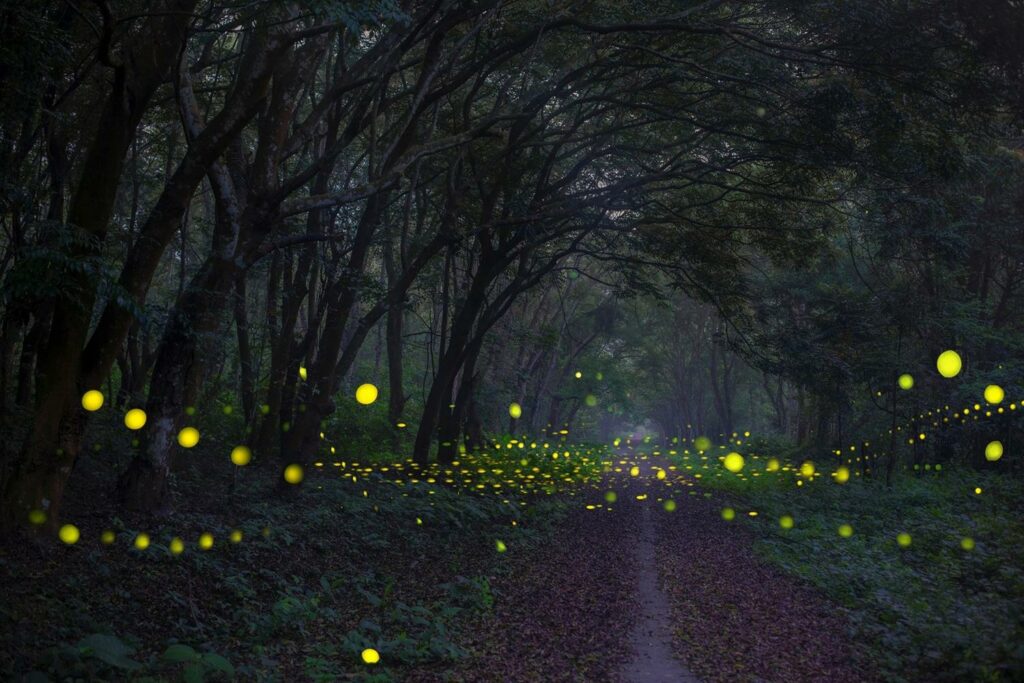 La forêt de Cuc Phuong à la nuit tombée