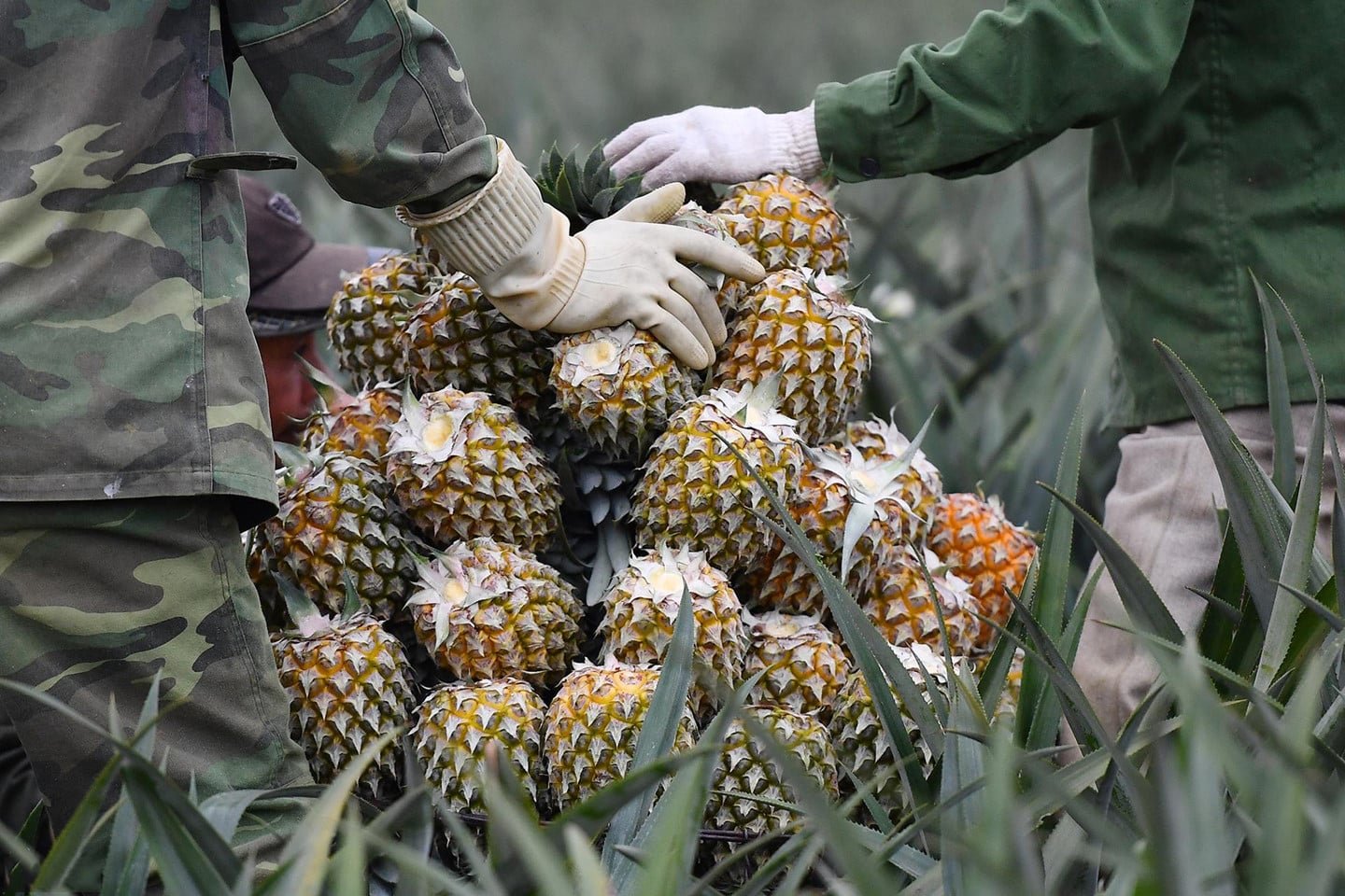 Ananas de Dong Giao, Ninh Binh