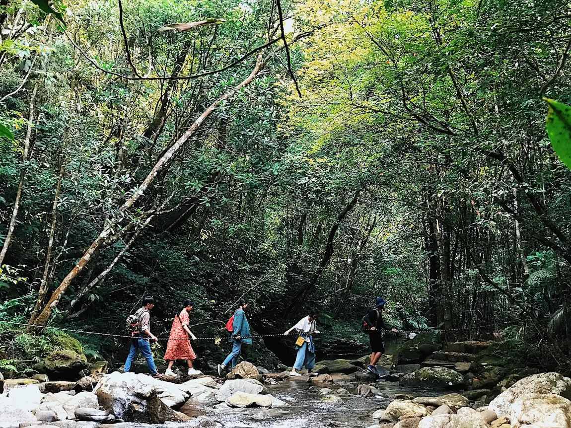 Forêt primaire de Cho den au parc national de Bach Ma