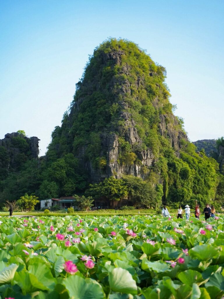 Étang de lotus au pied de Hang Mua à Ninh Binh