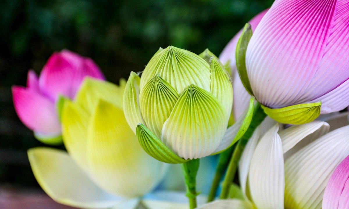 Lotus en papier du village de Thanh Tien