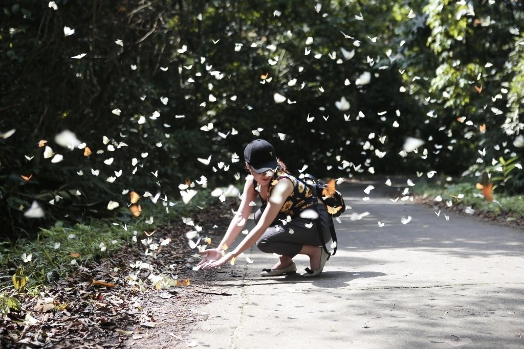 Saison des papillons blancs au parc national de Cuc Phuong