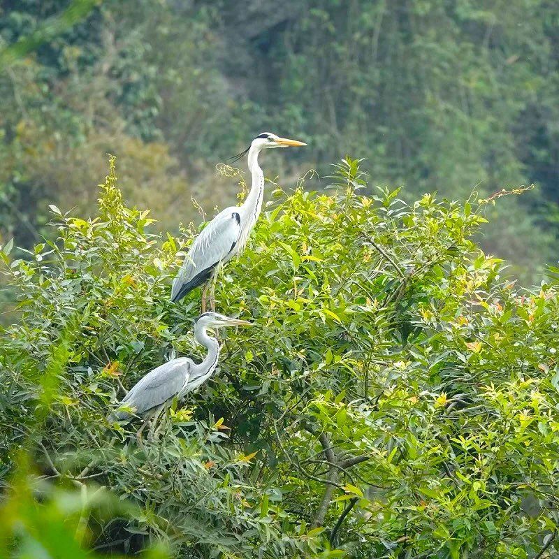 Aigrettes et hérons au parc ornithologique de Thung Nham