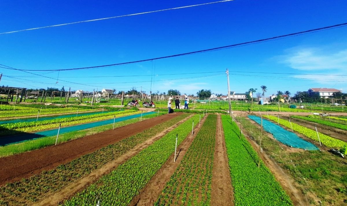 Planches de légumes alignées du village de Tra Que