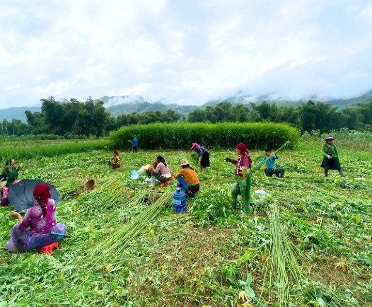 Femmes h'mong récoltant le lin près du village de Lung Tam à Ha Giang