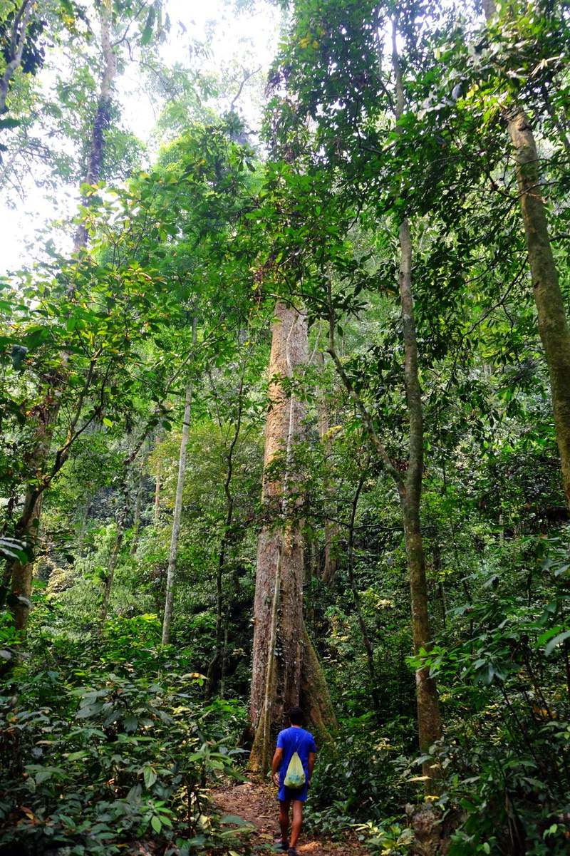 Forêt primaire toujours verte du parc national de Cuc Phuong