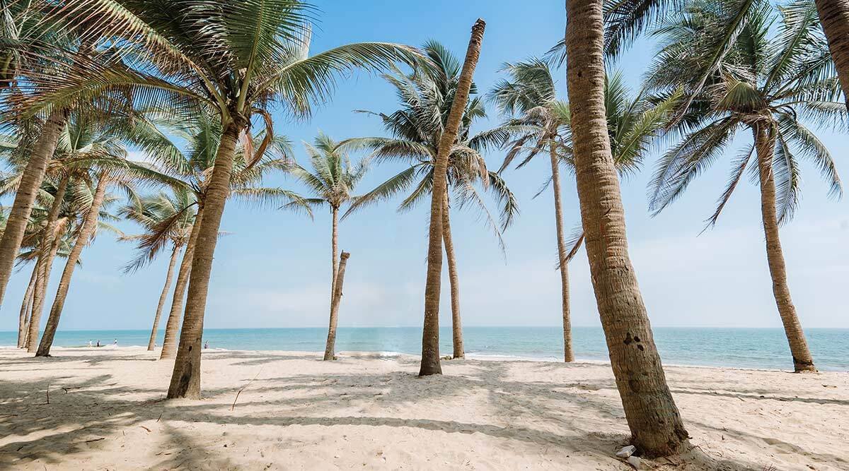 Sable blanc et cocotiers de la plage de Cua Dai