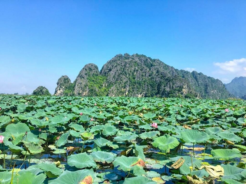 Saison des lotus à la réserve naturelle de Van Long