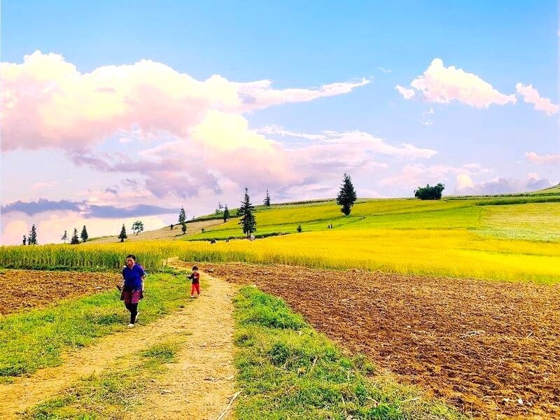 Randonnee dans les champs de sarrasin du plateau de Suoi Thau