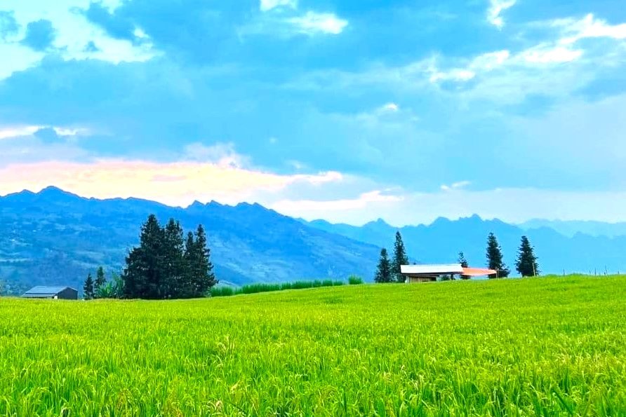 Prairie verdoyante du plateau de Suoi Thau, petite Suisse de Ha Giang