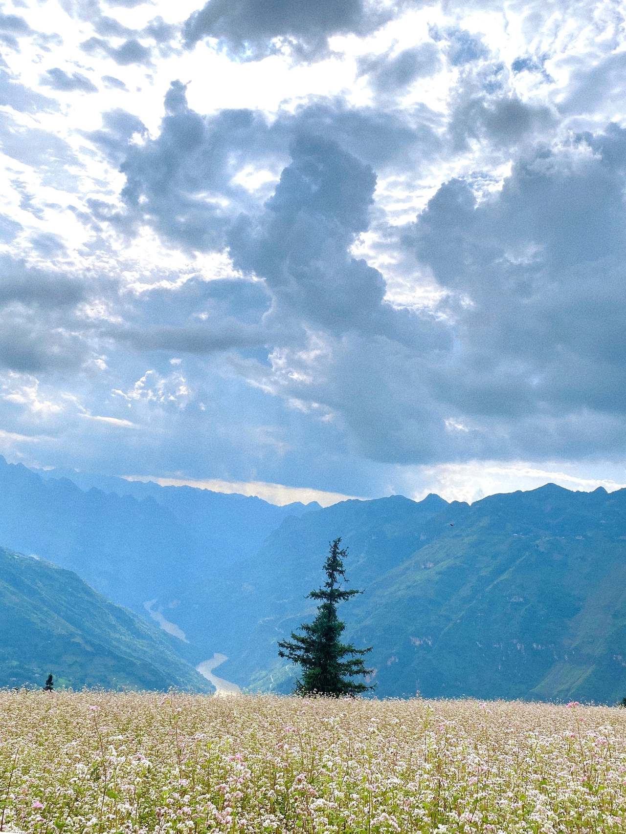 Fleurs de sarrasin tam giac mach et sapin solitaire a Suoi Thau