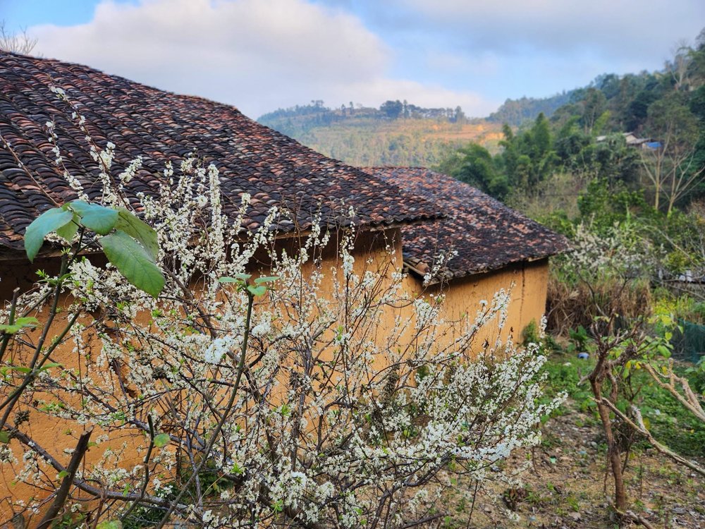 Maison en pisé de Thien Huong au printemps, entourée de fleurs