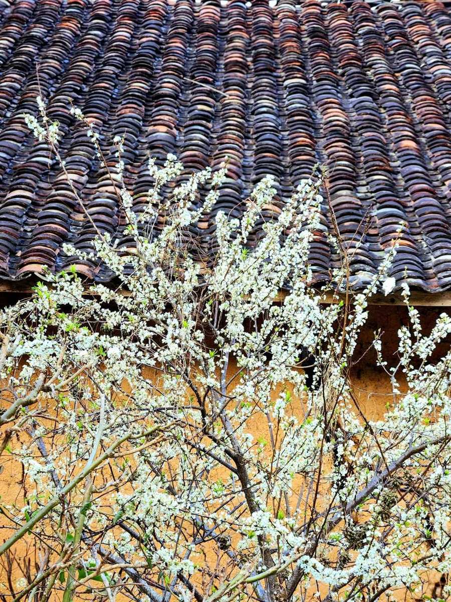 Toit de tuiles yin-yang d'une maison en pisé à Thien Huong