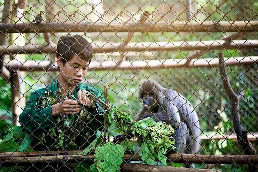 Centre de sauvetage des primates en danger de Cuc Phuong