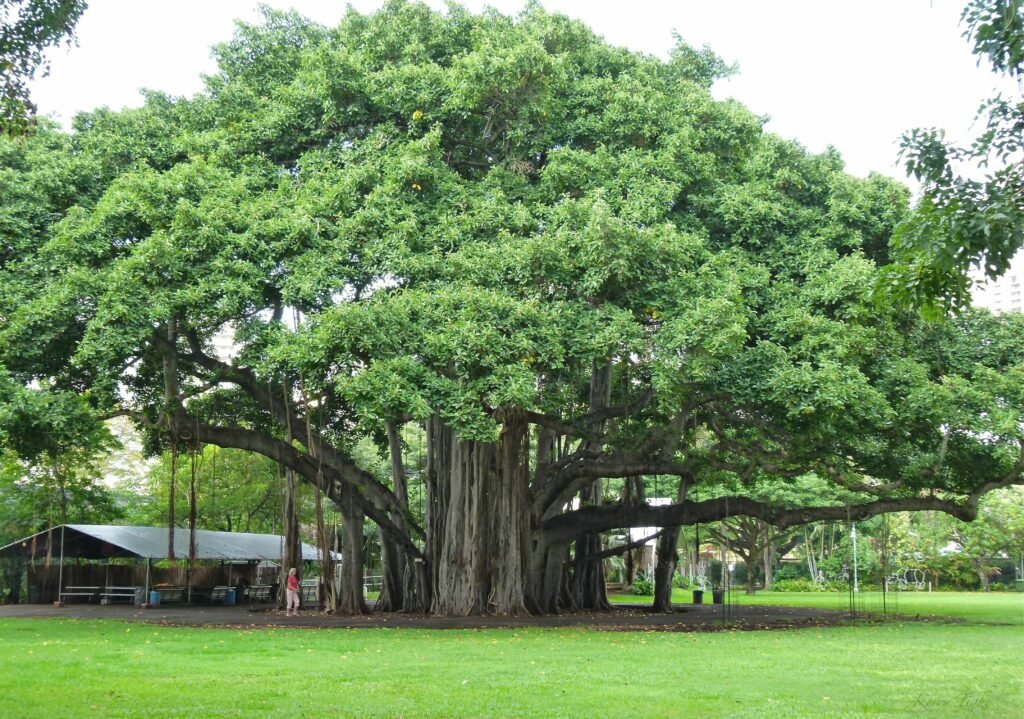 Un banian (cây đa) séculaire, arbre considéré comme sacré dans les croyances populaires vietnamiennes