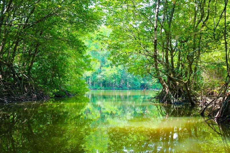 Forêt de Sac