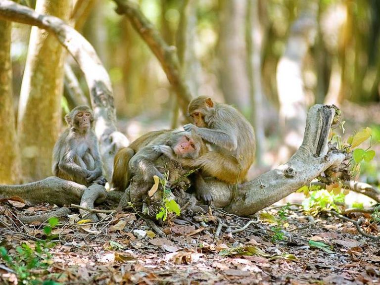 Ile des Singes
