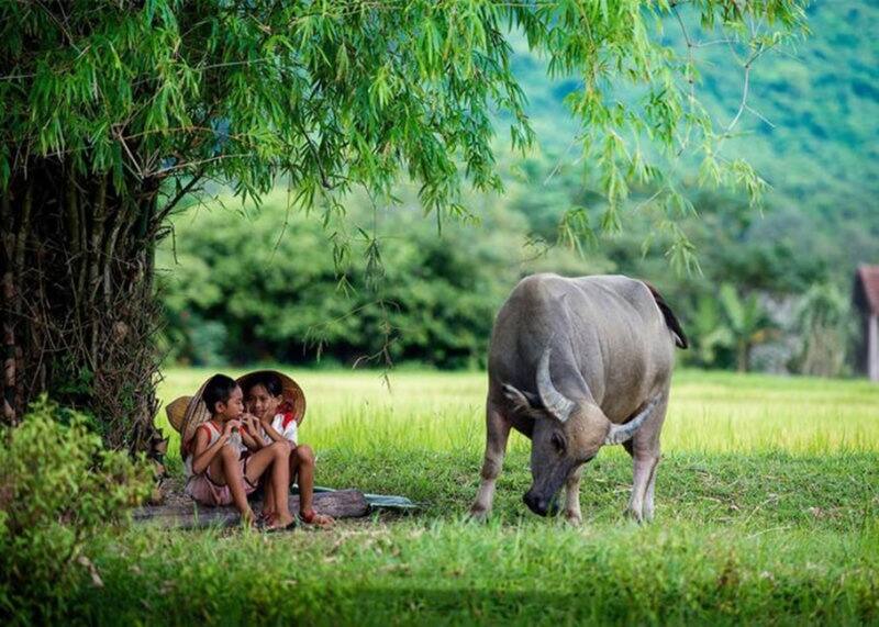 Buffle dans une rizière, animal emblématique du culte des animaux au Vietnam