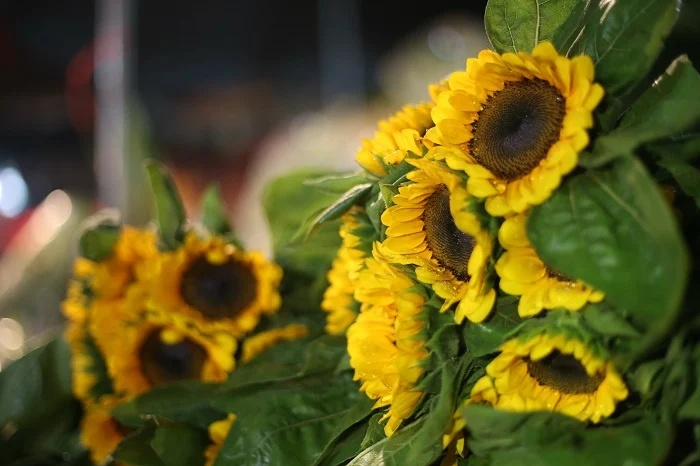 Tournesols jaunes vendus en gros au marché aux fleurs de Ho Thi Ky