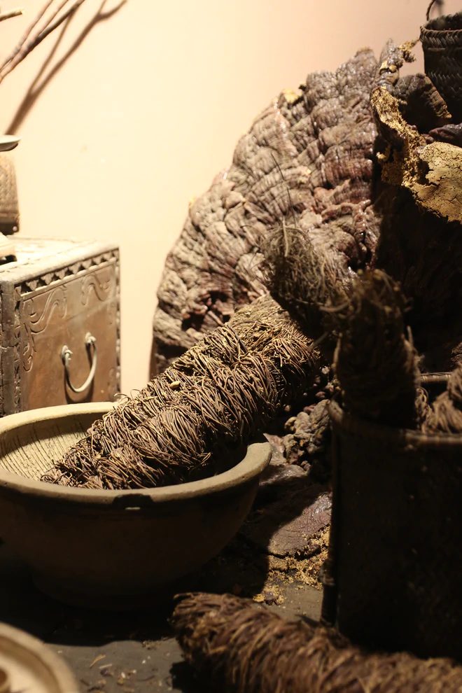 Racines et plantes médicinales séchées exposées au musée FITO