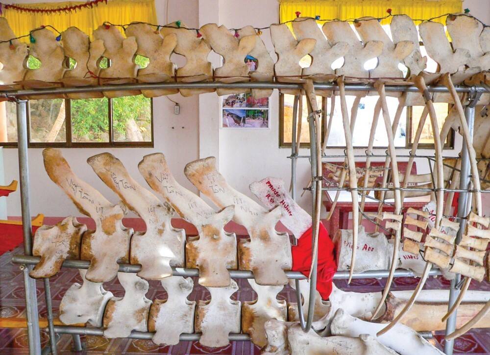 Ossements de baleine conservés dans un temple dédié au culte de la baleine