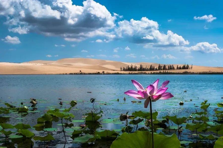 Fleur de lotus rose sur le lac de Bau Trang avec les dunes blanches à l'horizon