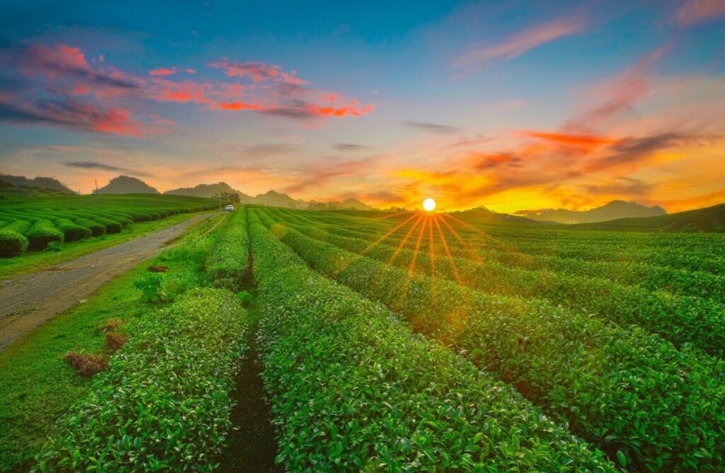 Coucher de soleil sur les collines de thé de Moc Chau