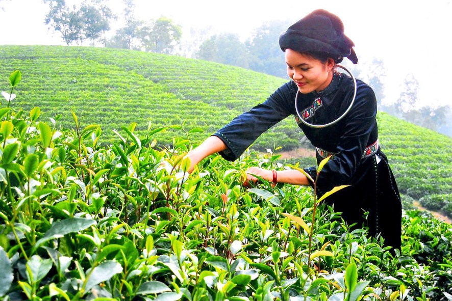 Cueilleuse de thé dans les collines de Thai Nguyen