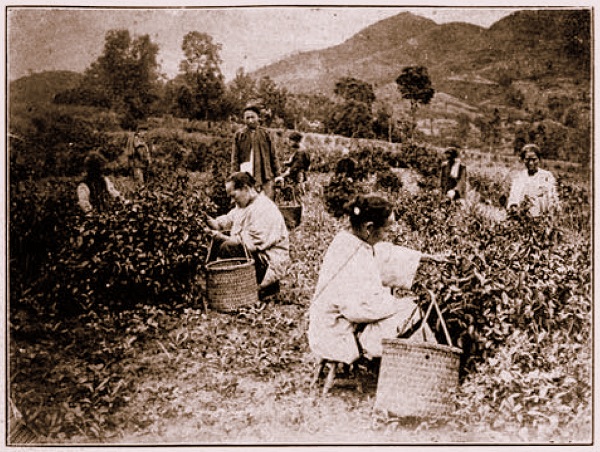 Photographie ancienne de cueilleurs de thé dans une plantation au Vietnam