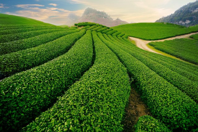 Rangées de théiers dans une plantation de thé vert à Thai Nguyen