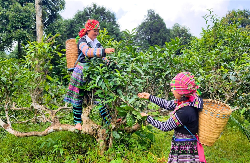 Cueillette du thé sur les théiers anciens de Ha Giang