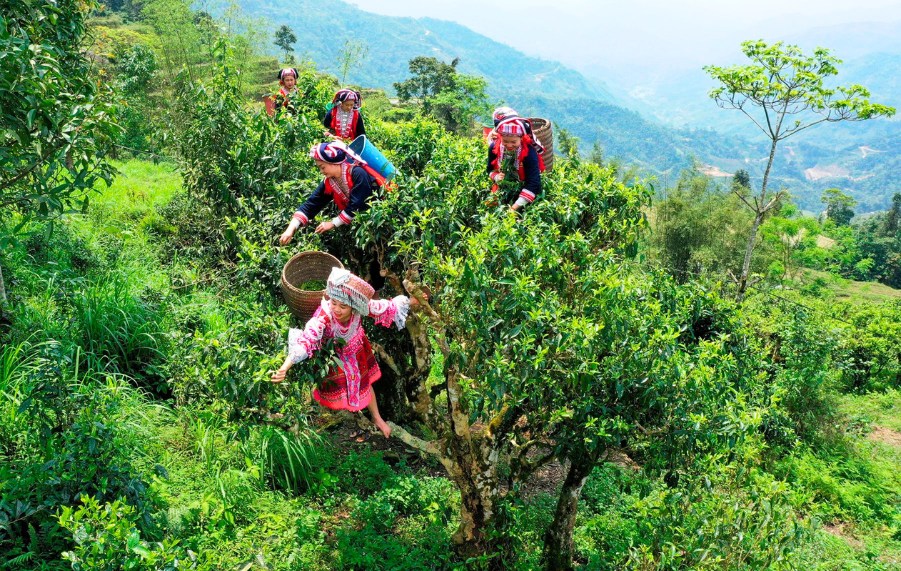 Cueillette du thé Shan Tuyet sur les anciens théiers des montagnes du Nord