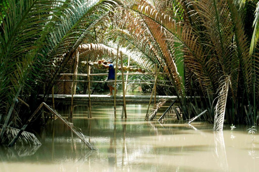 Pont de bambou traversant une cocoteraie à Cu Lao Dung