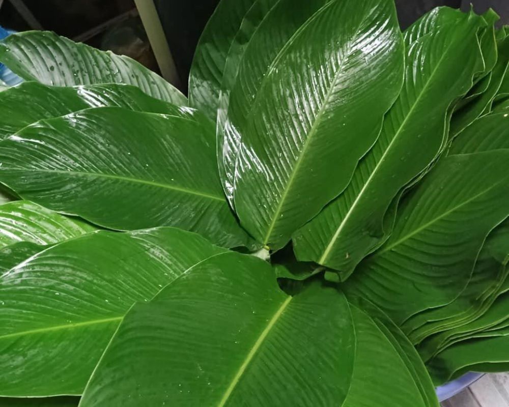 Feuilles de dong soigneusement lavées, utilisées pour envelopper le banh chung