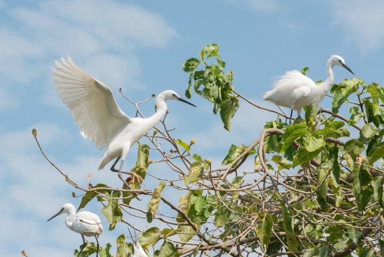 Cigognes perchées sur les arbres du jardin de Tan Long