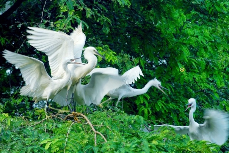 Envol d’oiseaux au jardin aux cigognes de Tan Long