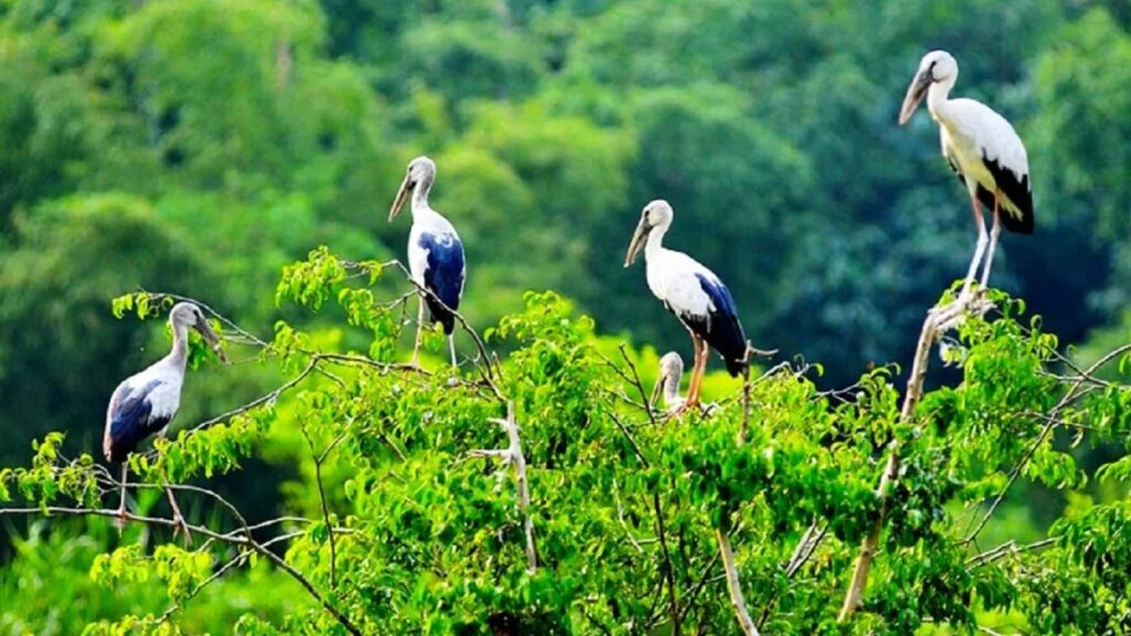 Oiseaux blancs au jardin aux cigognes de Tan Long