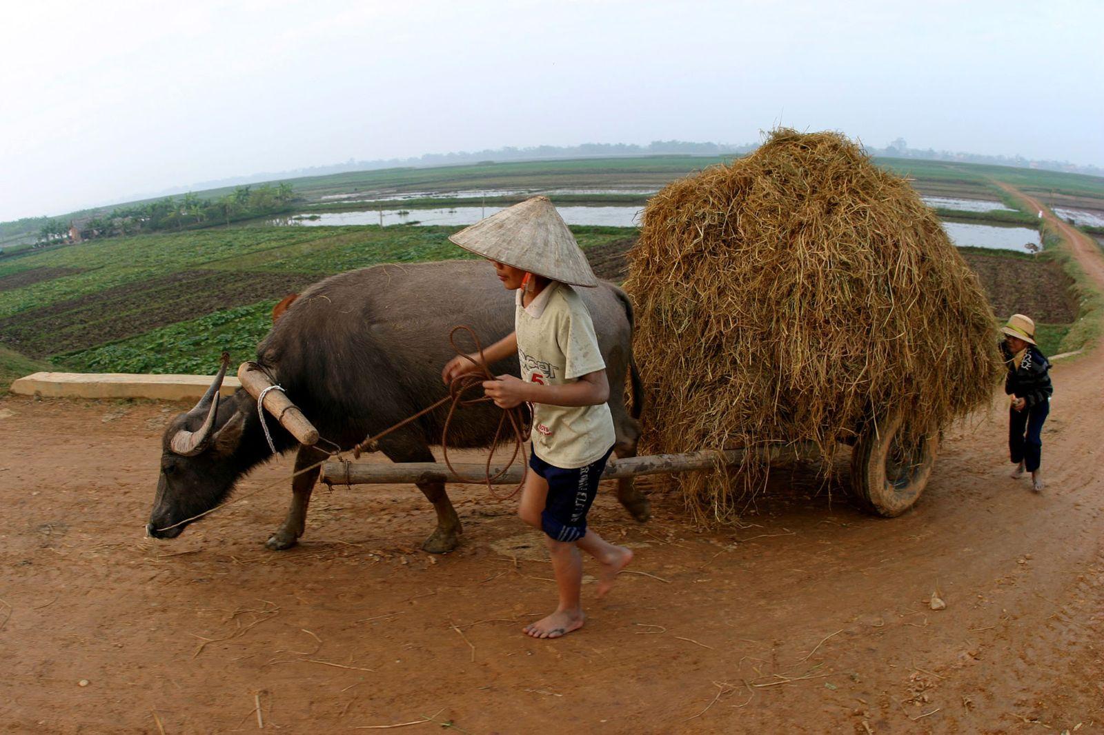 Un jeune Vietnamien menant un buffle attelé à une charrette dans la campagne