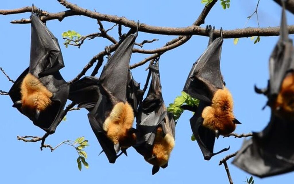 Colonie de chauves-souris installée dans les arbres de la pagode des Chauves-Souris