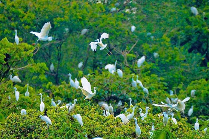 Oiseaux migrateurs pendant la saison sèche à Soc Trang