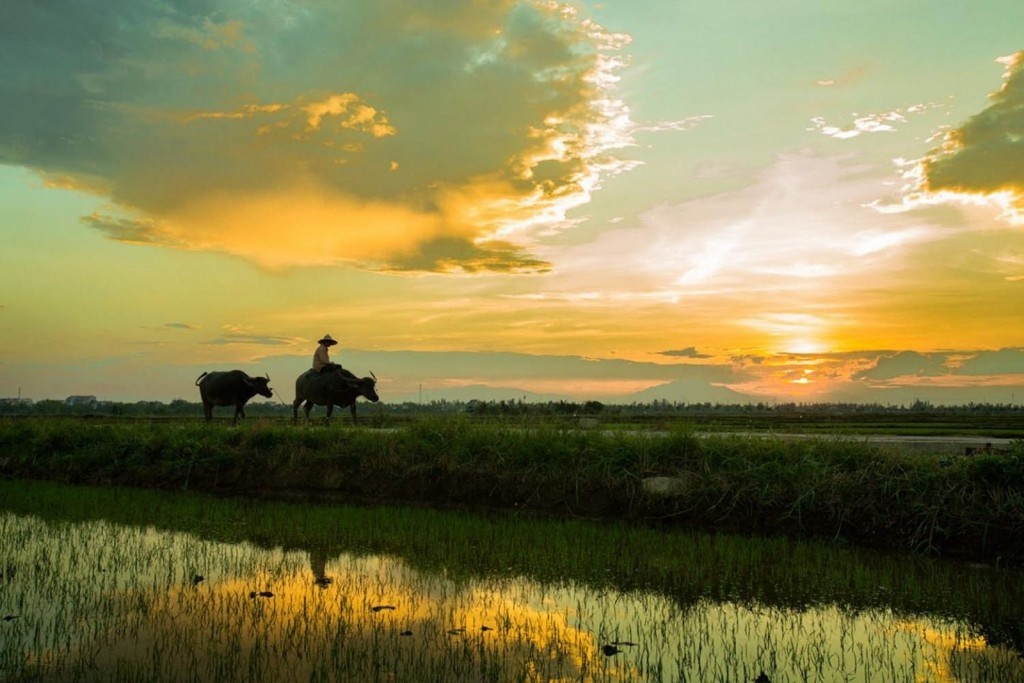 Rizières et buffle au coucher du soleil dans la campagne de Soc Trang